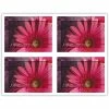 Medical Arts Press Generic Laser Postcards Generic Postcards; For Laser Printer; Pink Daisy, 100/Pk